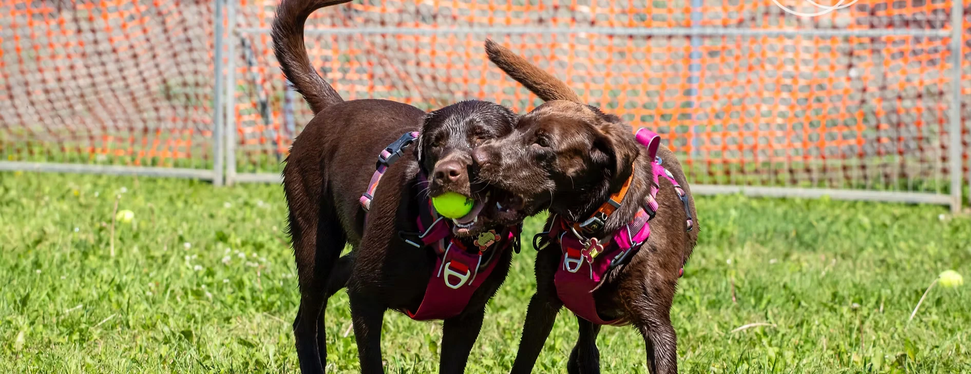 Two happy dogs playing