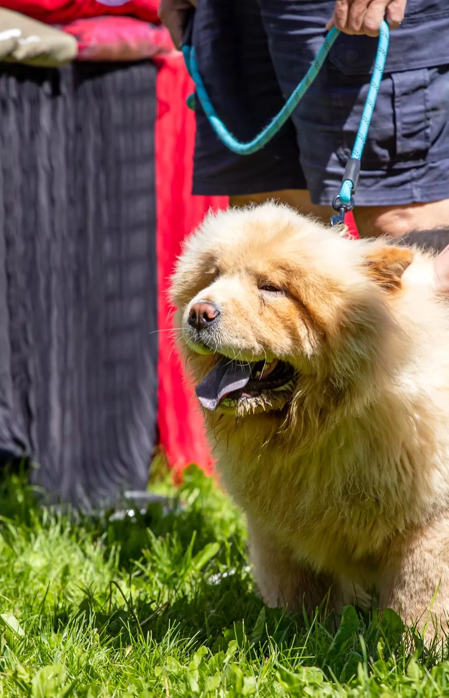 Cute dog leashed by partners